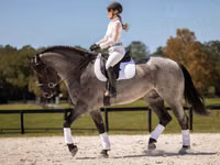 حصان, Percheron — الصورة 5