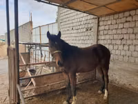 حصان, Kyrgyz Horse — الصورة 7