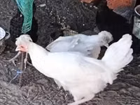 科索沃长啼鸡 — 照片 3