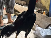 Chickens — फ़ोटो 3