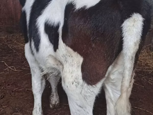 Cow, Russian Black pied cattle