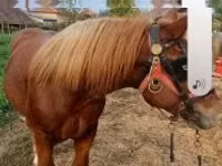 Horse (M), Horses — photo 1