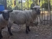 كبش, Shroshire sheep — الصورة 3