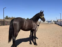 فرس, Friesian — الصورة 2