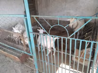 Mbuzi jike, Russian White goat — picha 3