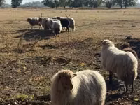 मेढ़ा, Racka sheep — फ़ोटो 4