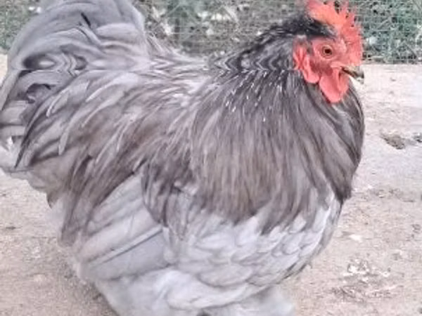 Pekin Bantam
