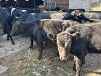 Bull, Swiss cattle — photo 1