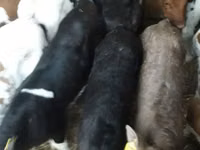 Toro, Simmental cattle — foto 3