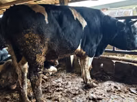 सांड, Russian Black pied cattle — फ़ोटो 2
