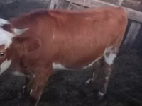 Dibi, Kazakh White-headed cow — sawirka 1