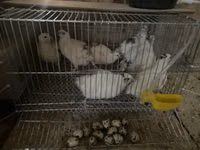 एस्टोनियन — फ़ोटो 5
