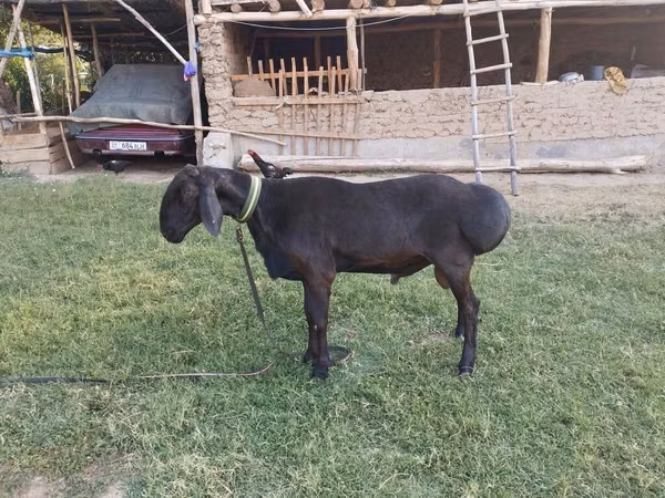 Widder, Arashan sheep