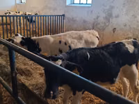 公牛, Russian Black pied cattle — 照片 6