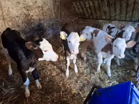 母牛, Simmental cattle — 照片 4