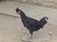 科索沃长啼鸡 — 照片 2
