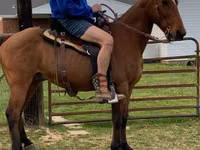 Hengst, Tennessee Walking Horse — Foto 2