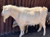 Billy Goat, Saanen goat — photo 2