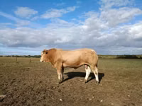 Toro, Blonde d’Aquitane cattle — foto 1