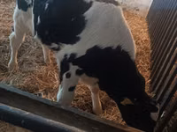 Bull, Cattle — photo 5