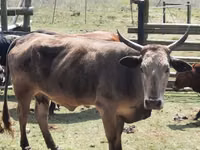 गाय, Nguni cattle — फ़ोटो 2