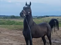 घोड़ा, Akhal-Teke — फ़ोटो 2