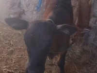 牛只（批次，未指定性别）, Cattle — 照片 2