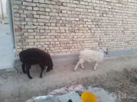 كبش, الأغنام — الصورة 1