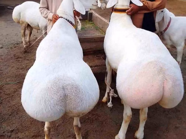 公羊, Sheep