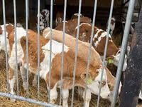 Ng'ombe (kikundi, jinsia haijatajwa), Simmental cattle — picha 4