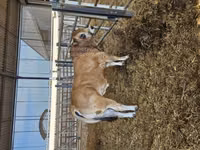 公牛, Partenaise cattle — 照片 7