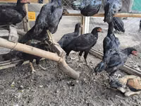 Chickens — फ़ोटो 2
