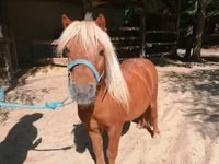 Horse (M), Shetland Pony — photo 1