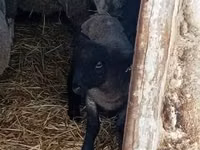 भेड़, White Suffolk sheep — फ़ोटो 2