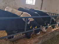 公牛, Cattle — 照片 7