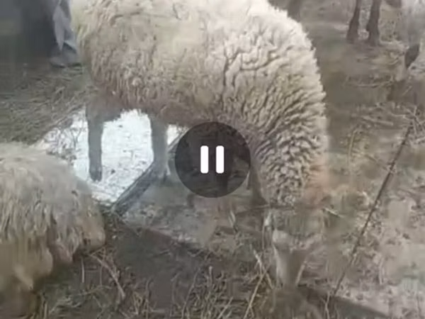 Овца, Бараны
