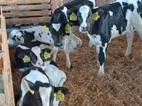 Bull, Holstein breed — photo 2