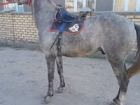 公马, Friesian sport horse — 照片 2
