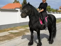 Horse (M), Fell pony — photo 7