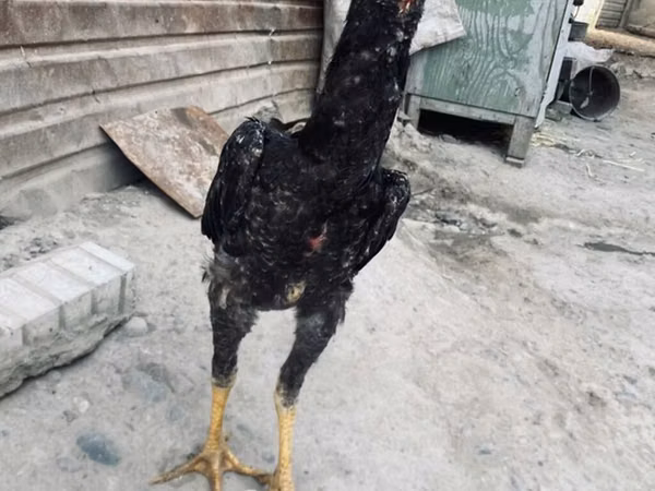德比郡红冠鸡