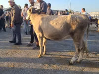 Vaca, Ganado vacuno — foto 3