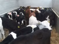 Lo’ (xirmo, jins lama sheegin), Russian Black pied cattle — sawirka 1