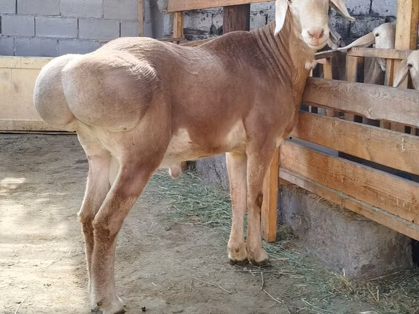 Carnero, Edilbay sheep