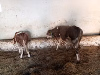 Toro, Simmental cattle — foto 3