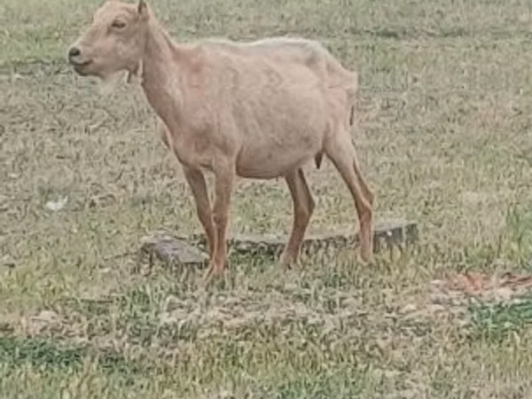 Cabro, Alpine goat