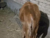 母牛, Cattle — 照片 7