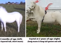 Faras, Miniature horse — sawirka 3