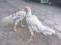 Gallinas Shamo — foto 1