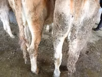 गाय, मवेशी — फ़ोटो 3