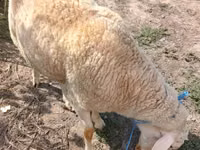 Ram, Sheep — photo 2